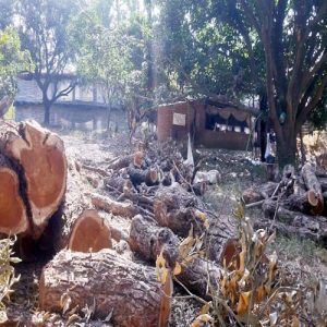 चकराता में अवैध वृक्ष कटान के आरोप में कई वनाधिकारी निलंबित