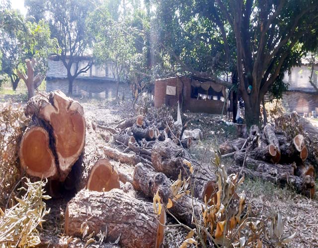 चकराता में अवैध वृक्ष कटान के आरोप में कई वनाधिकारी निलंबित